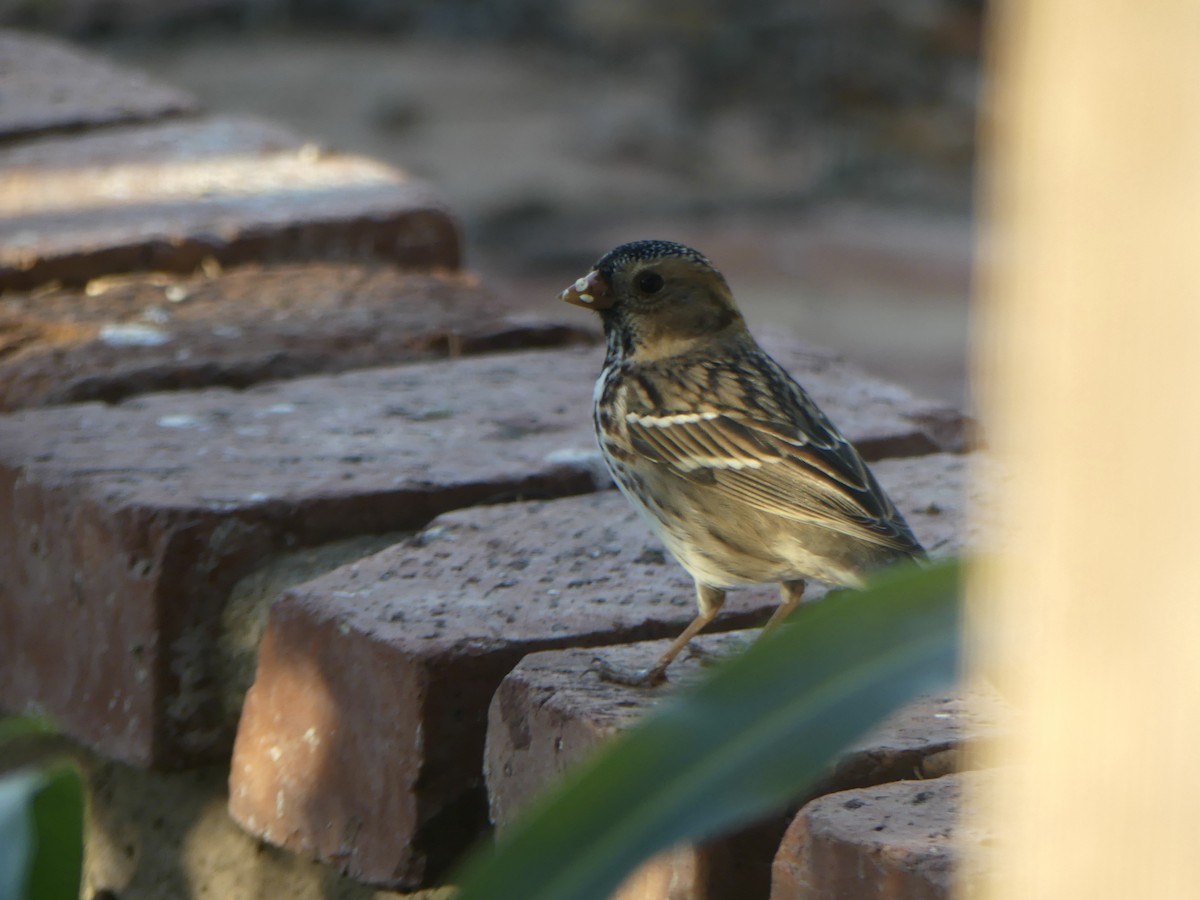 Harris's Sparrow - ML646564677