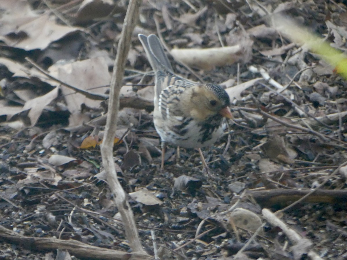 Harris's Sparrow - ML646564678