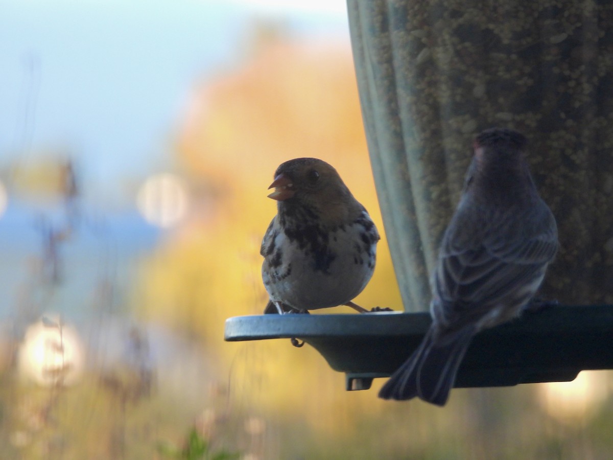 Harris's Sparrow - ML646564679