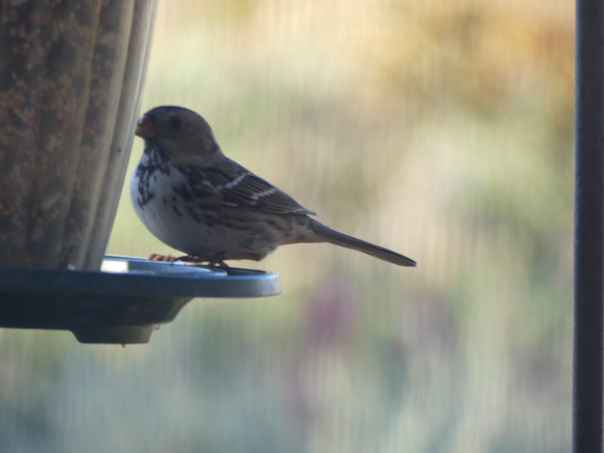 Harris's Sparrow - ML646564680