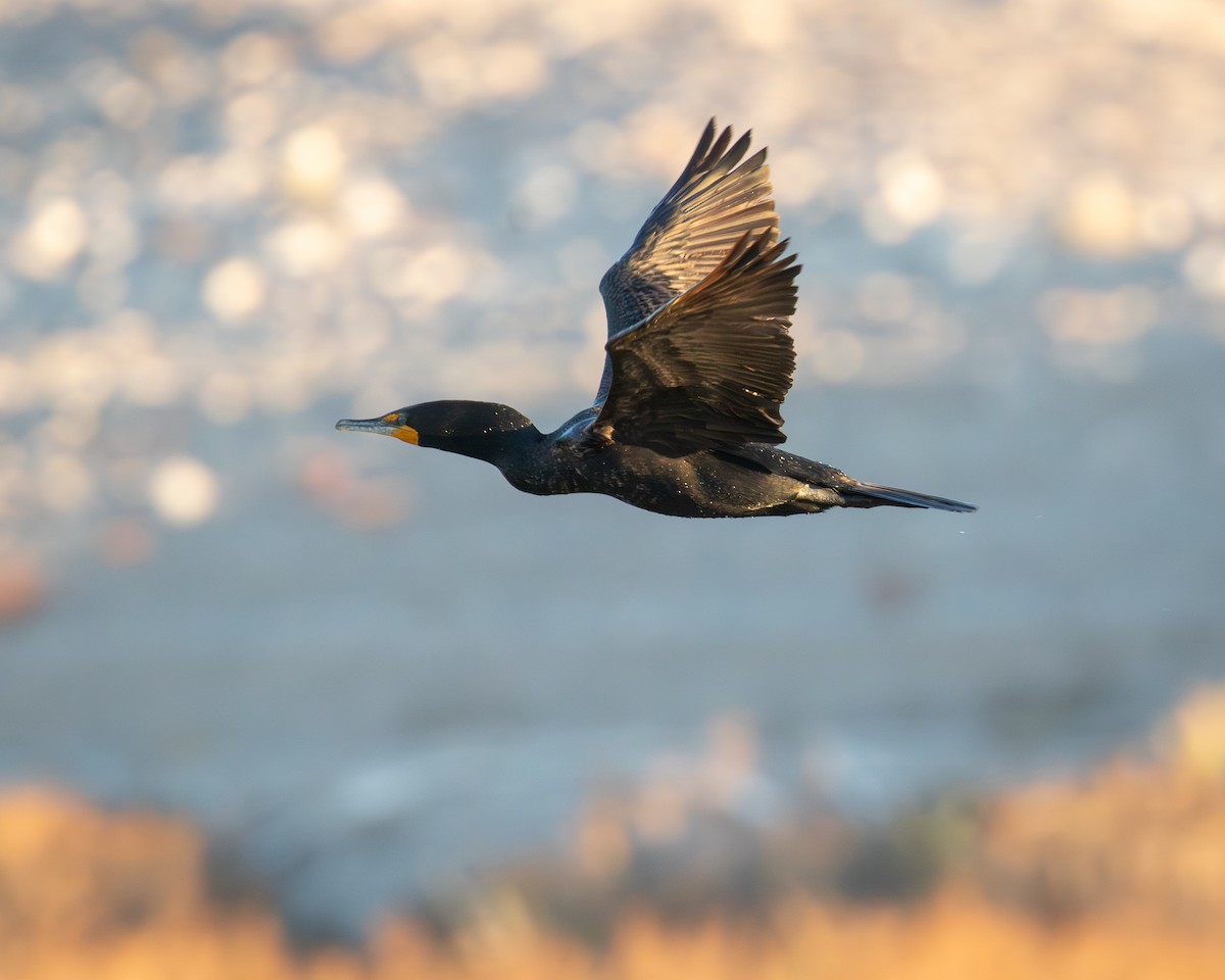 Double-crested Cormorant - ML646564682