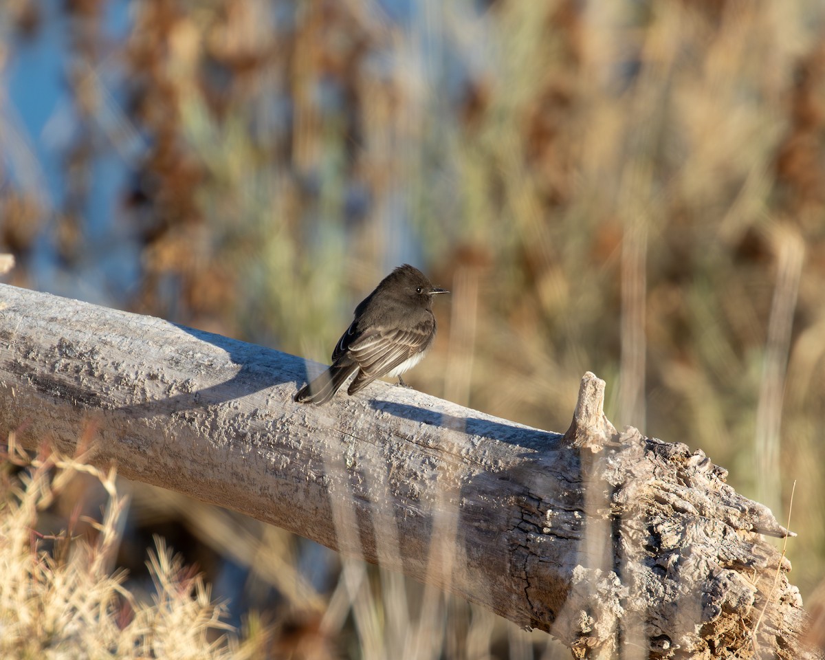 Black Phoebe - ML646564683