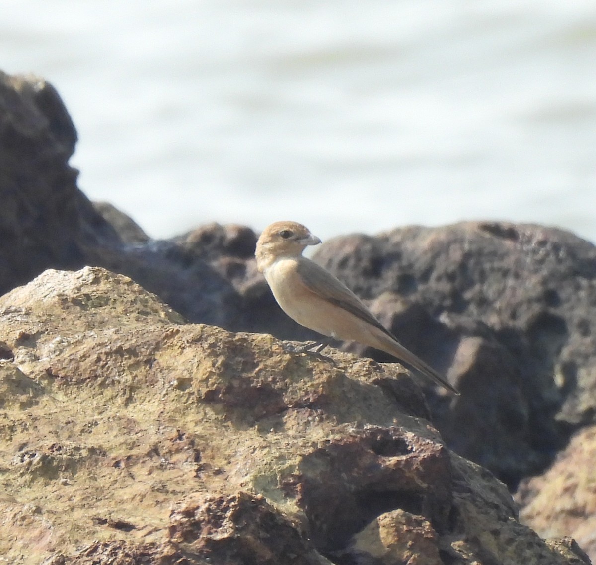 モウコアカモズ - ML646564684