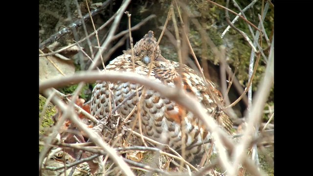Hazel Grouse - ML646564688
