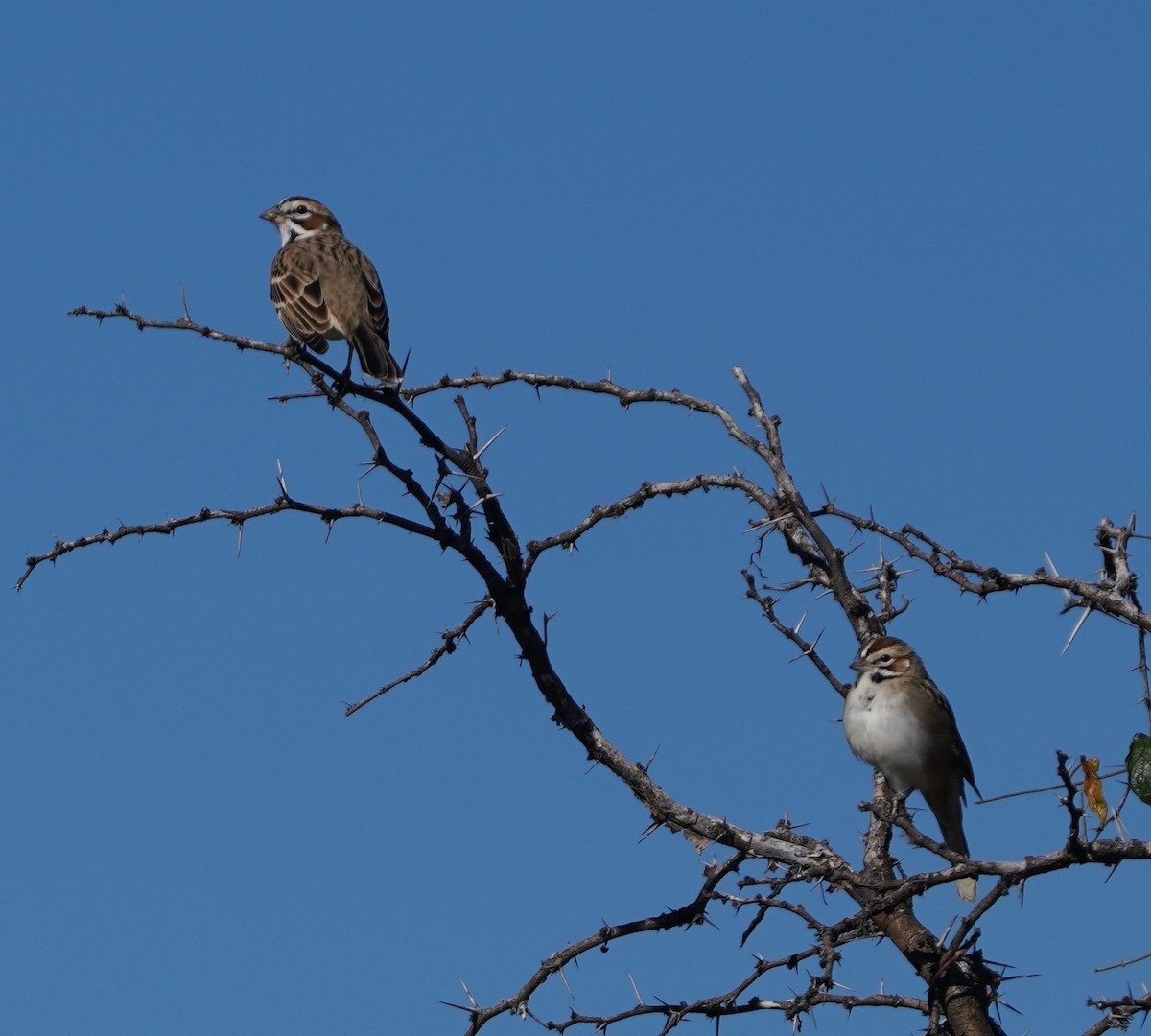 Lark Sparrow - ML646564689