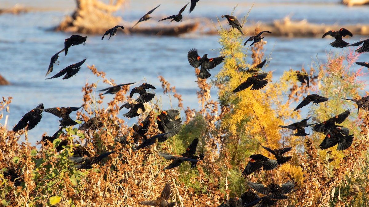 Red-winged Blackbird - ML646564690
