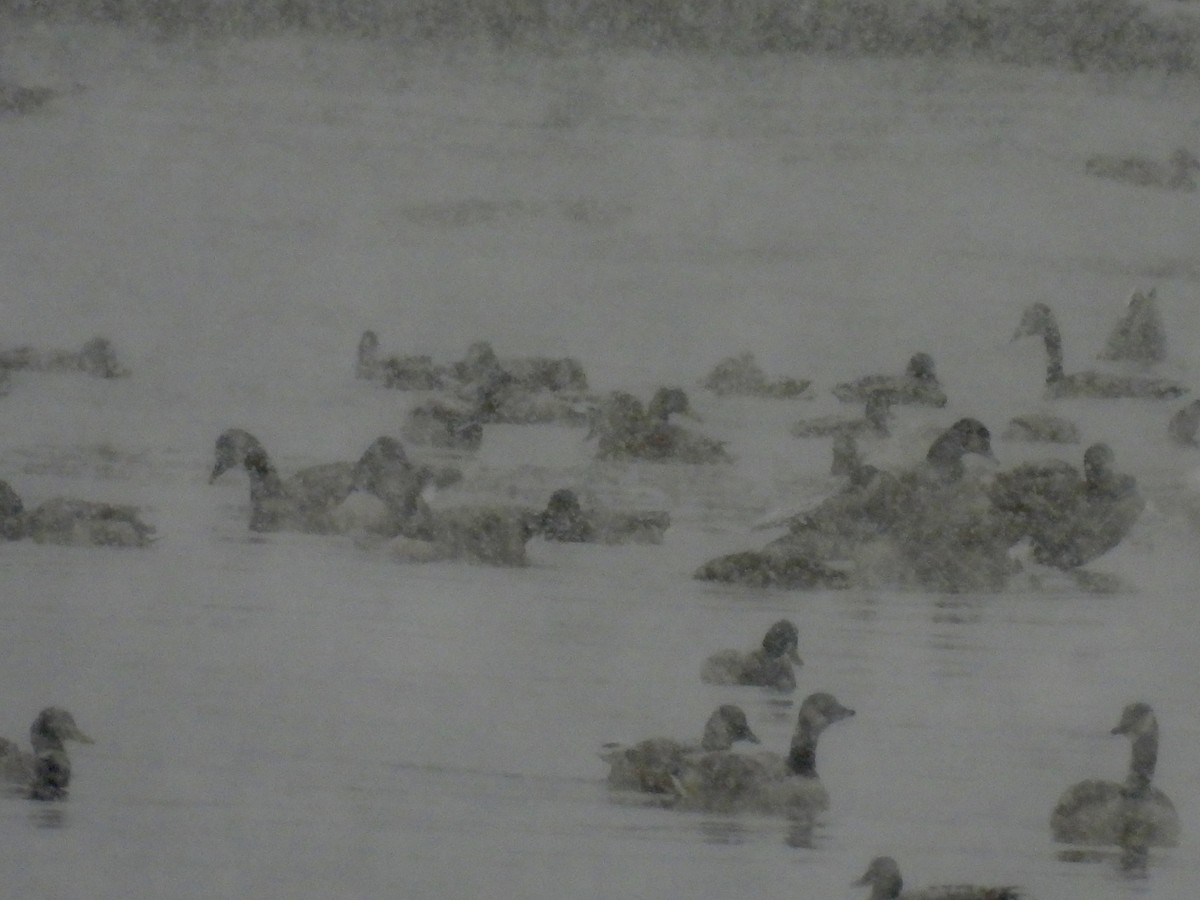 Canada Goose - ML646564691