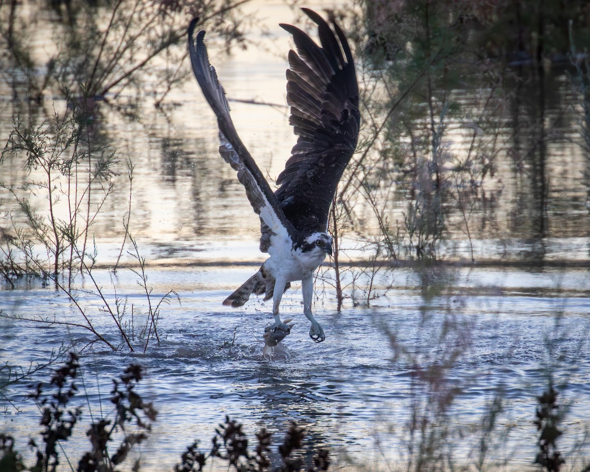 Osprey - ML646564696