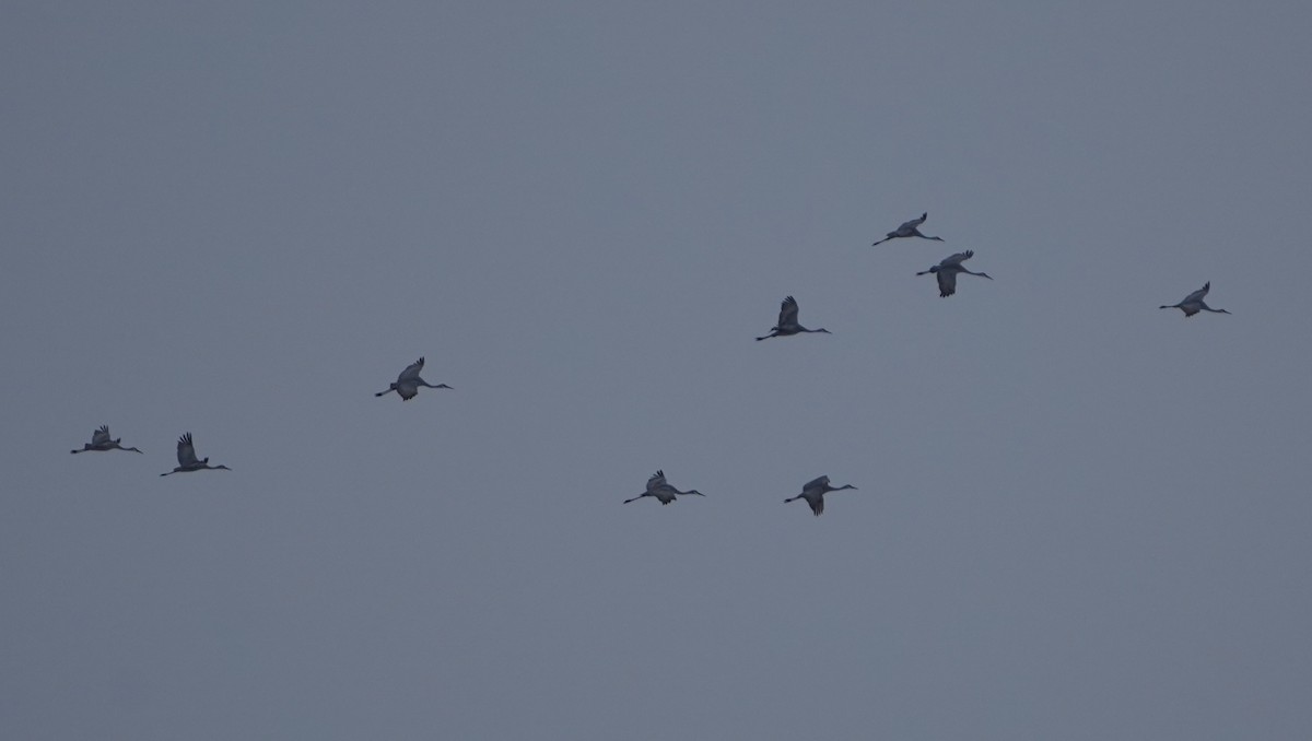 カナダヅル - ML646564698