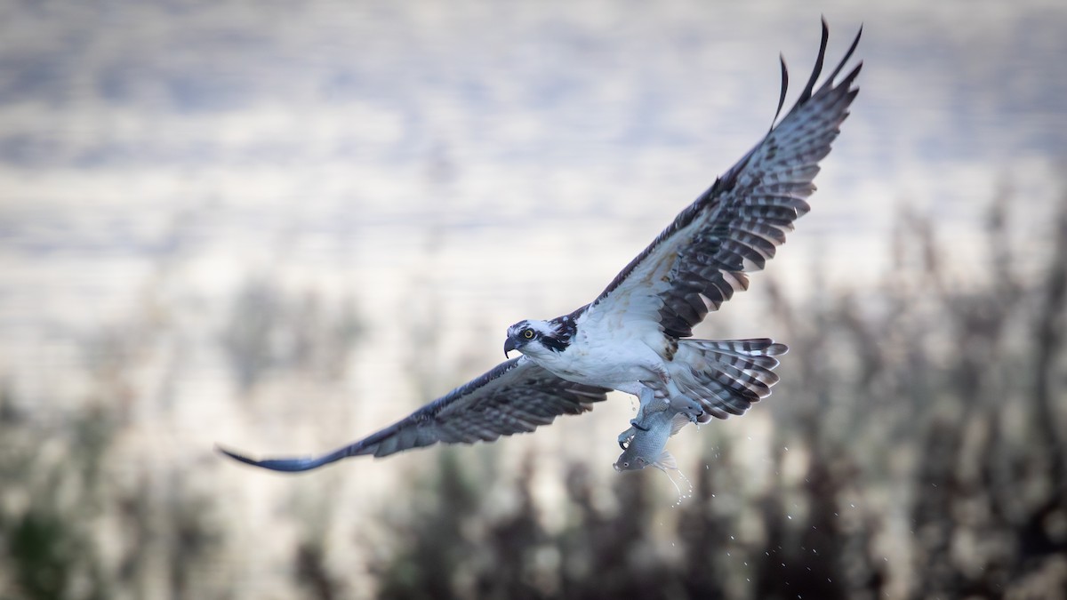 Osprey - ML646564700