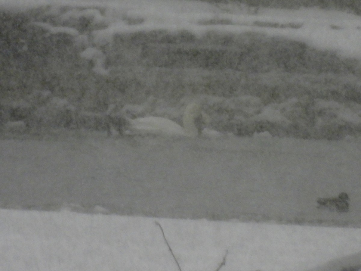 疣鼻天鵝 - ML646564703