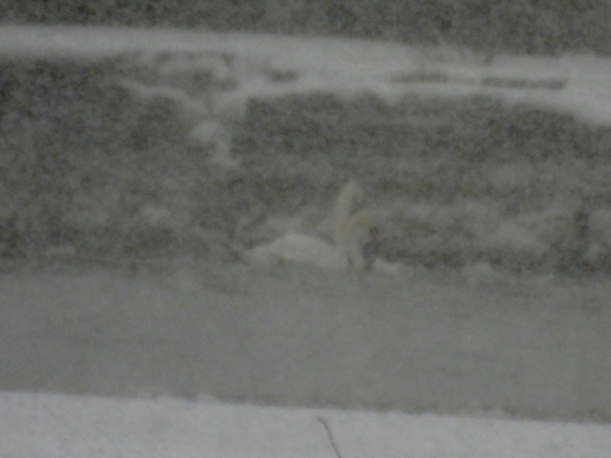 疣鼻天鵝 - ML646564704