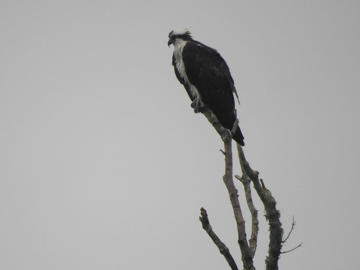 Osprey - ML646564705