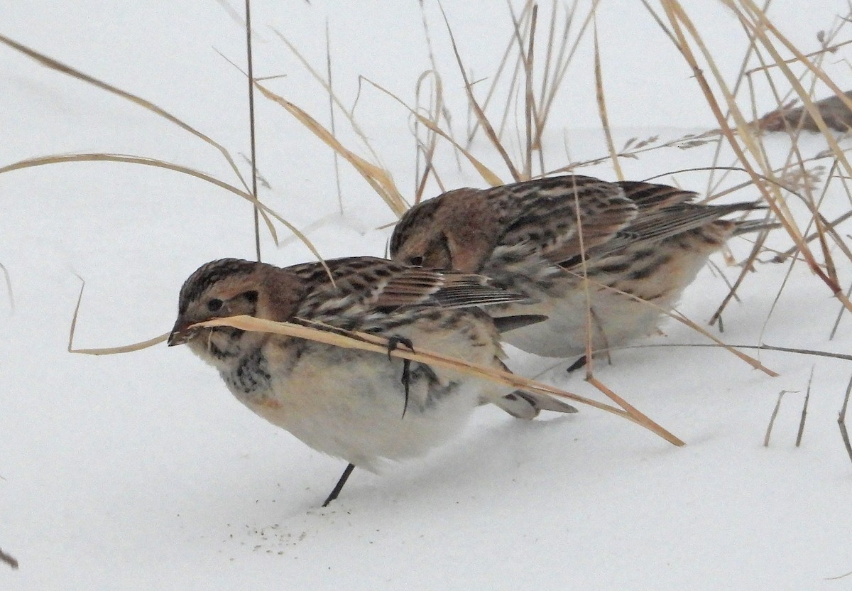 鐵爪鵐 - ML646564706