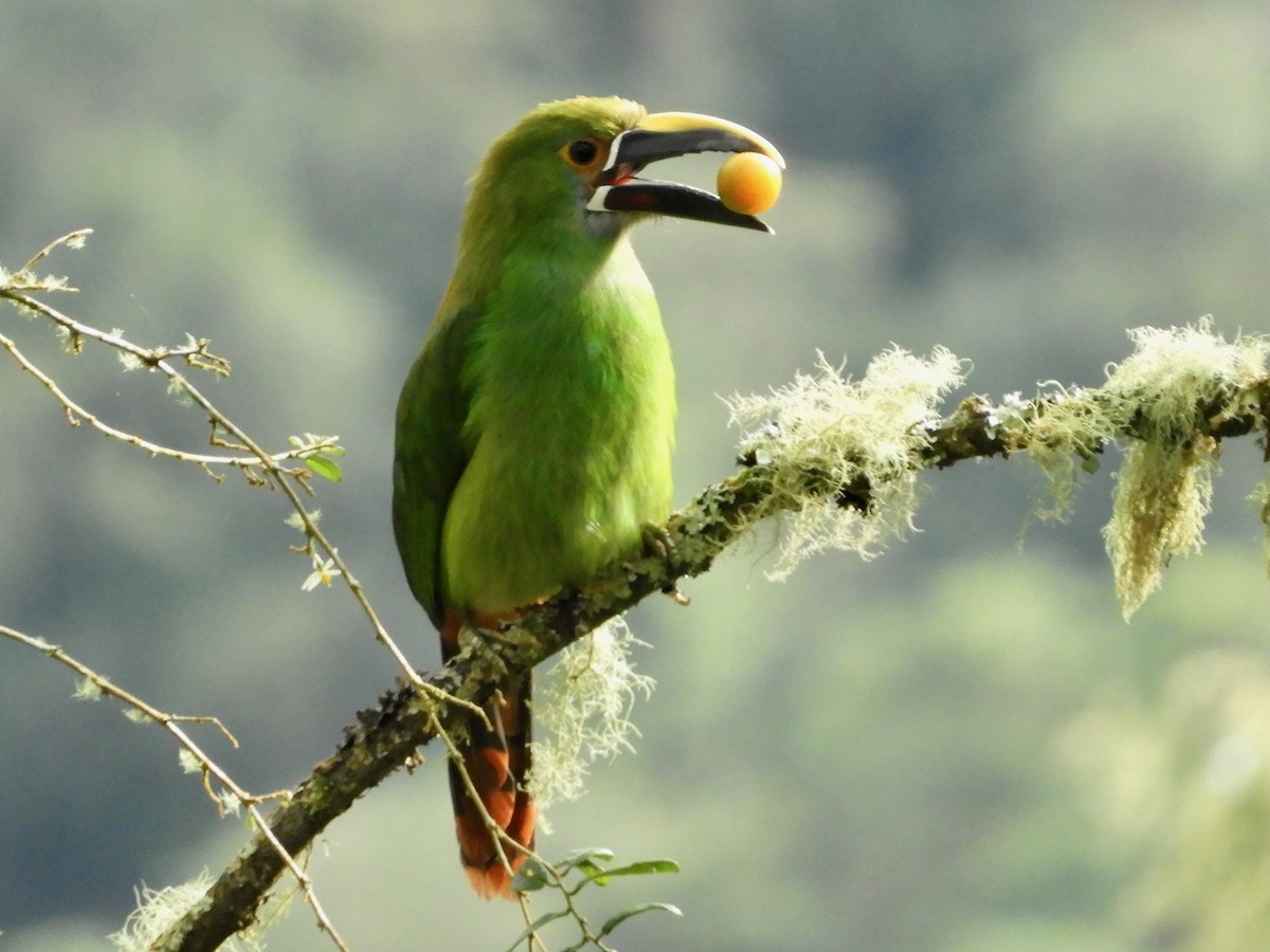 Southern Emerald-Toucanet (Gray-throated) - ML646564707