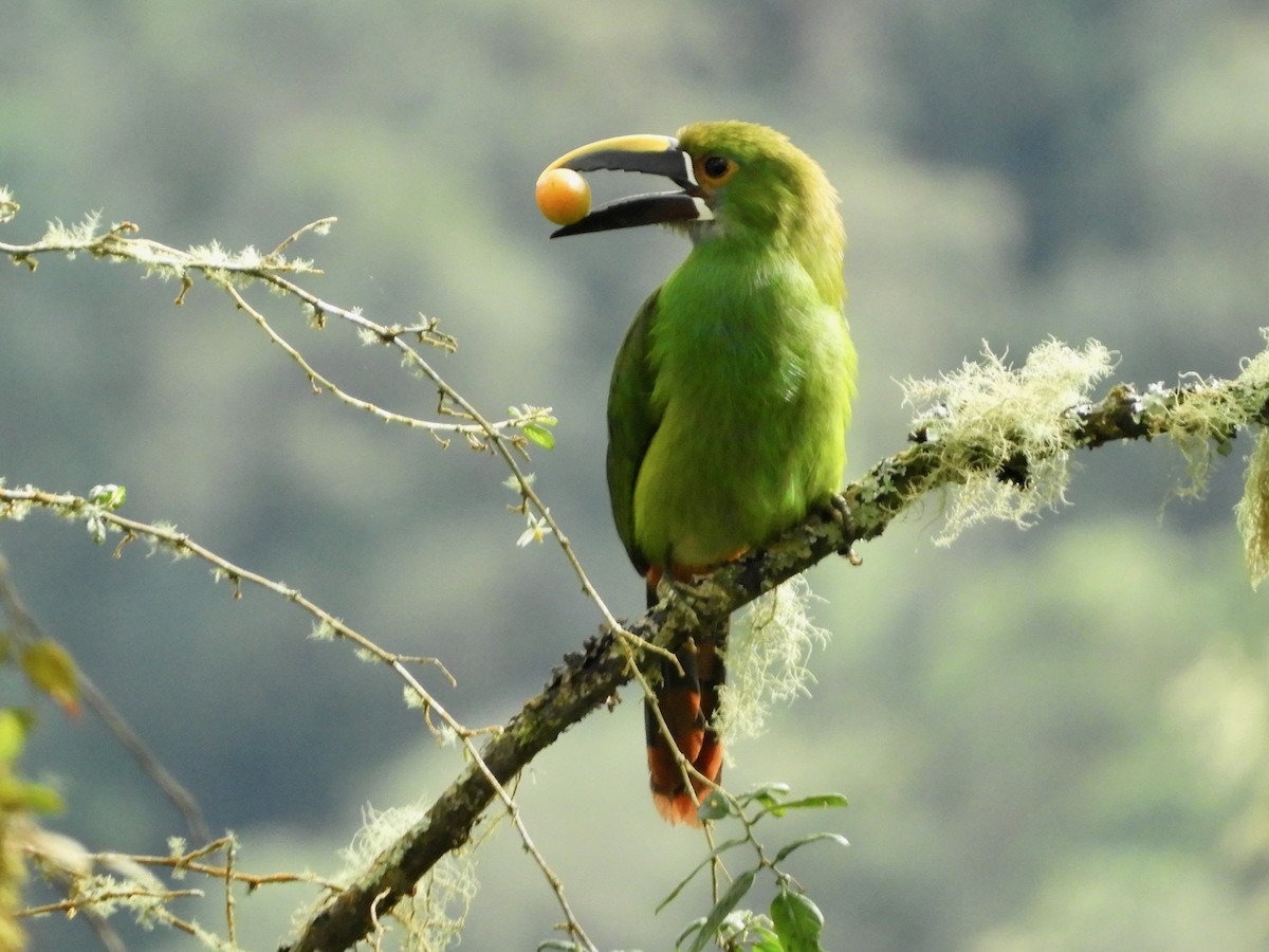 Southern Emerald-Toucanet (Gray-throated) - ML646564708
