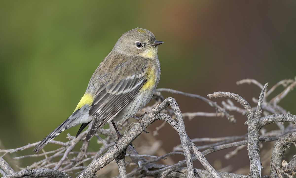 Yellow-rumped Warbler - ML646564714