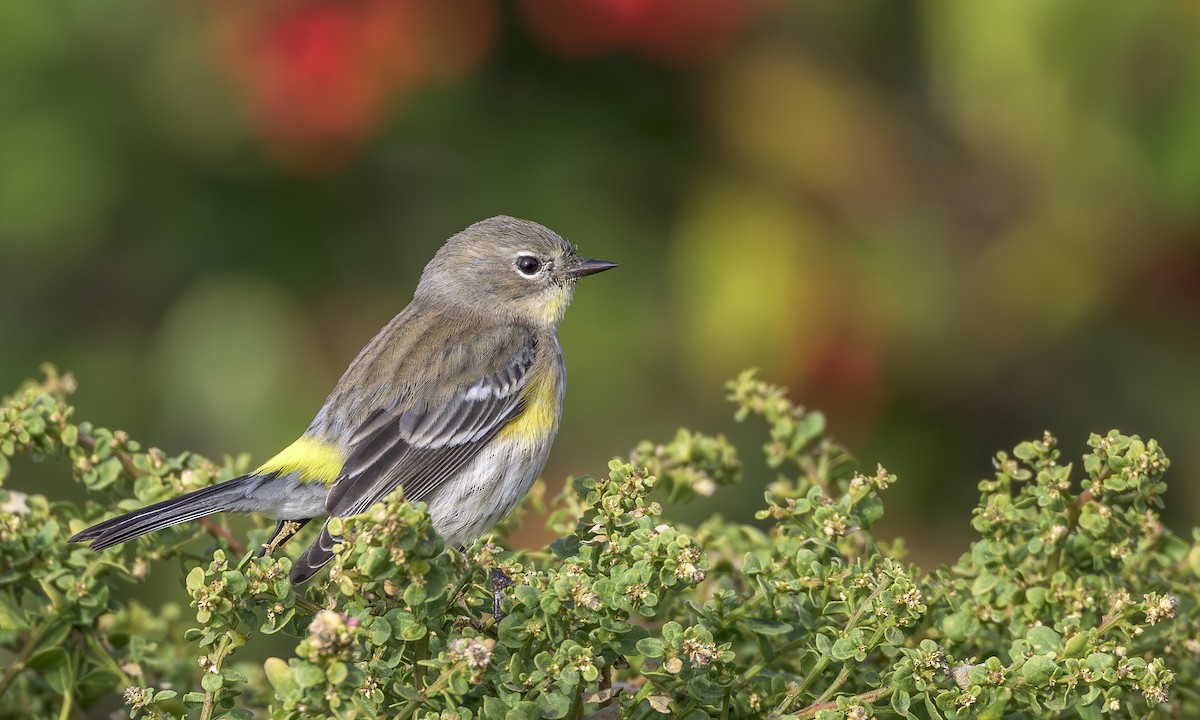 Yellow-rumped Warbler - ML646564715