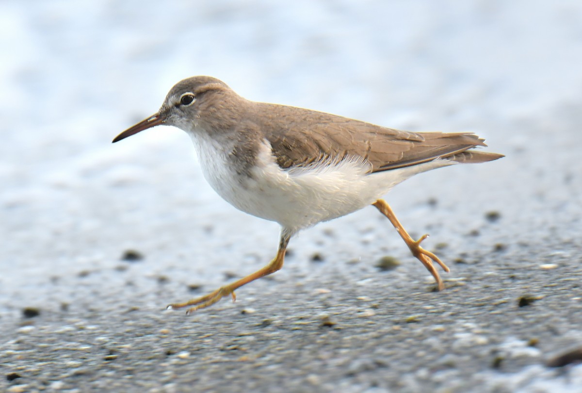 Spotted Sandpiper - ML646564716