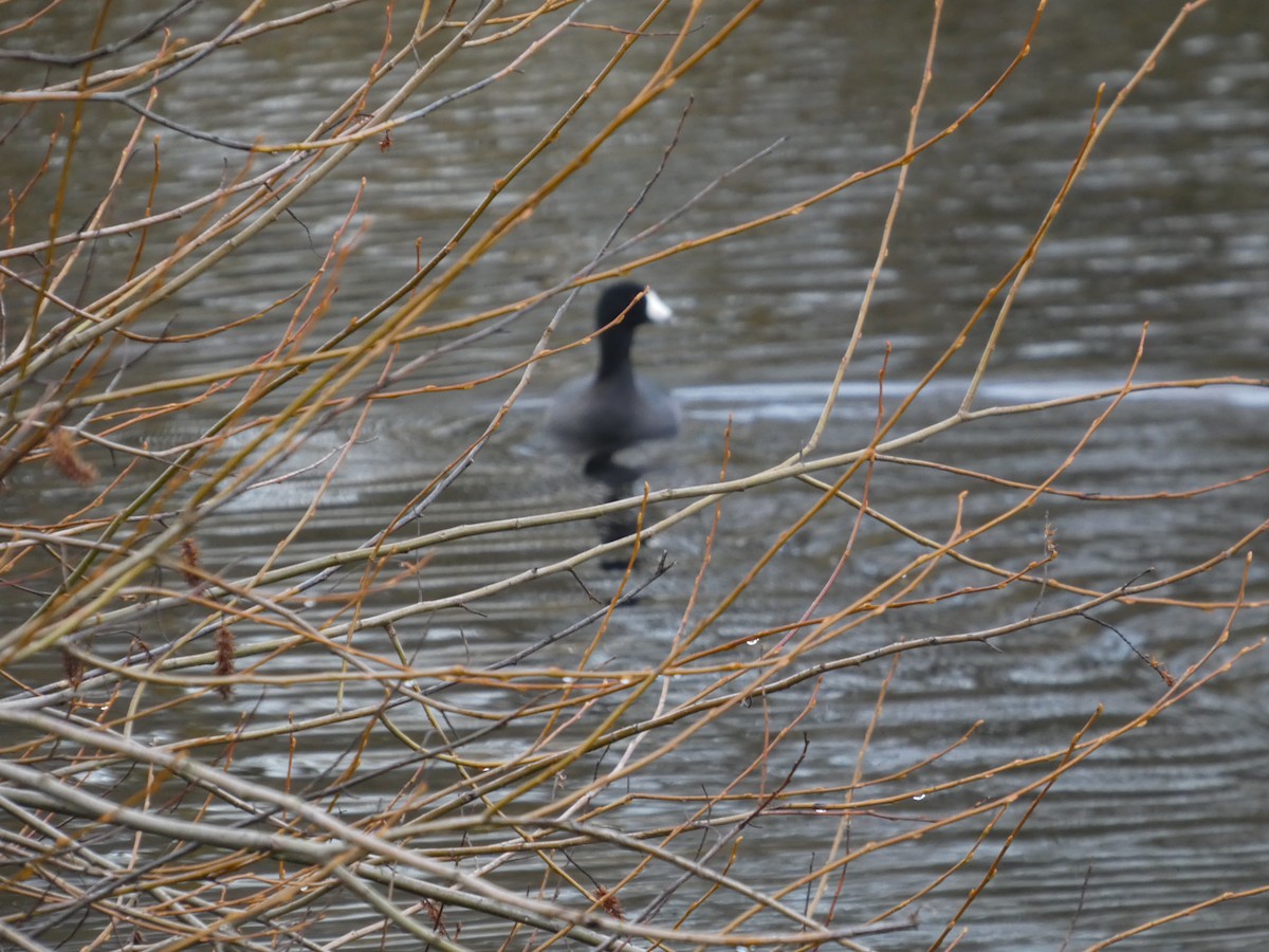American Coot - ML646564717