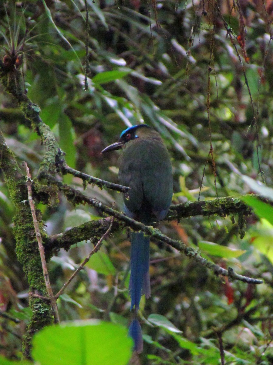 Andean Motmot - ML646564719