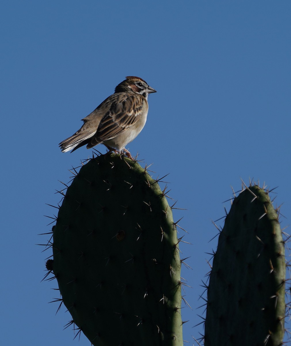 Lark Sparrow - ML646564720