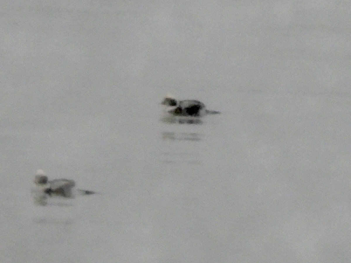 長尾鴨 - ML646564721