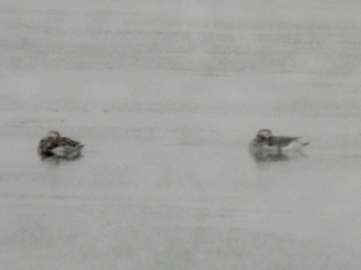 長尾鴨 - ML646564722