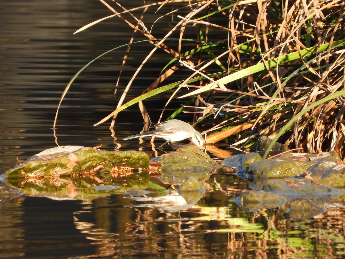 白鶺鴒 - ML646564724