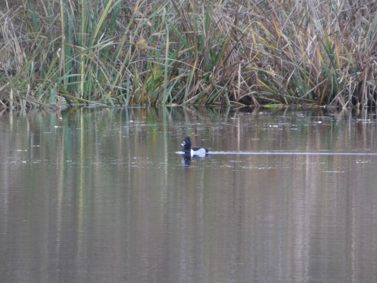 環頸潛鴨 - ML646564725