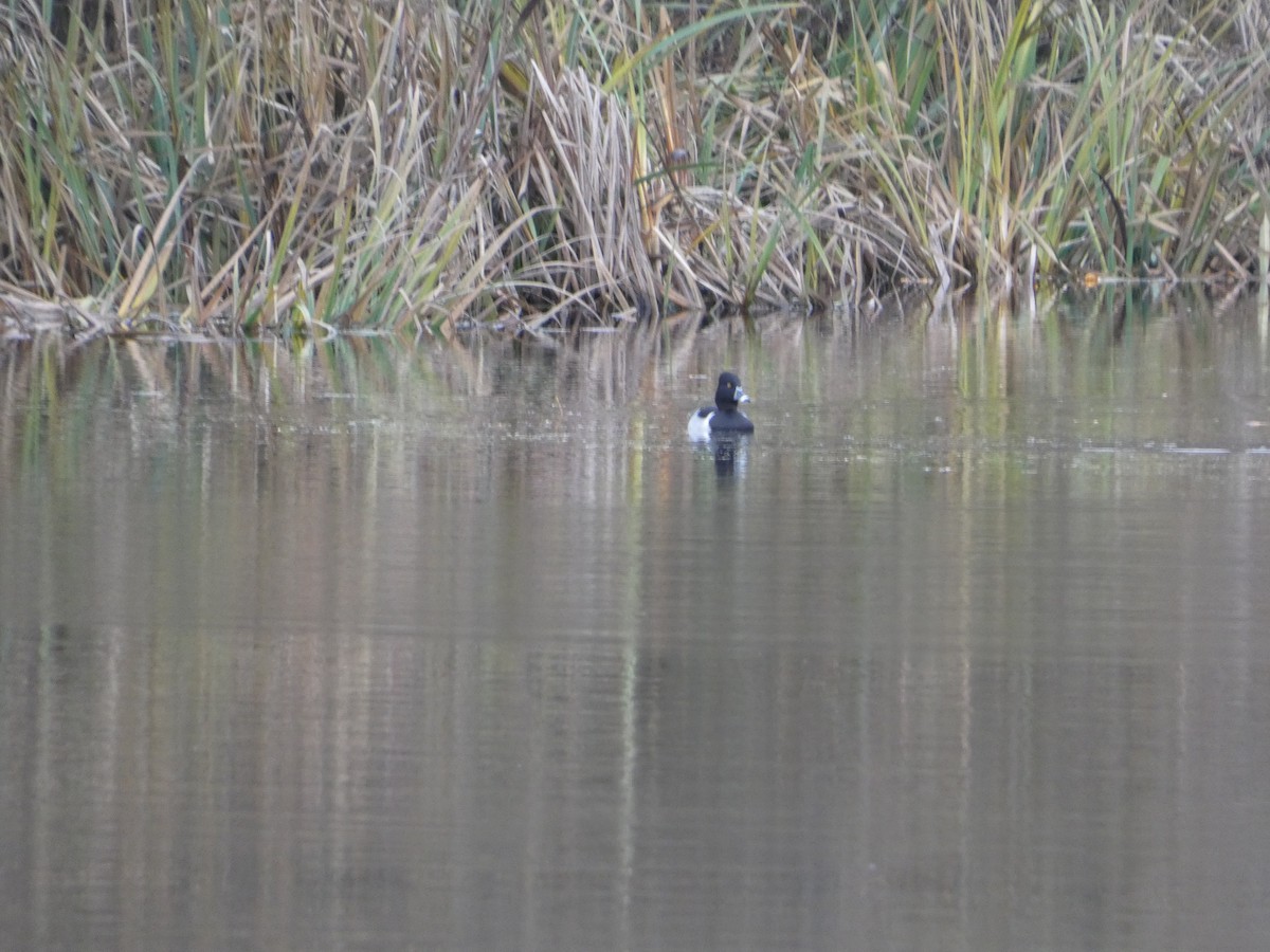 環頸潛鴨 - ML646564726