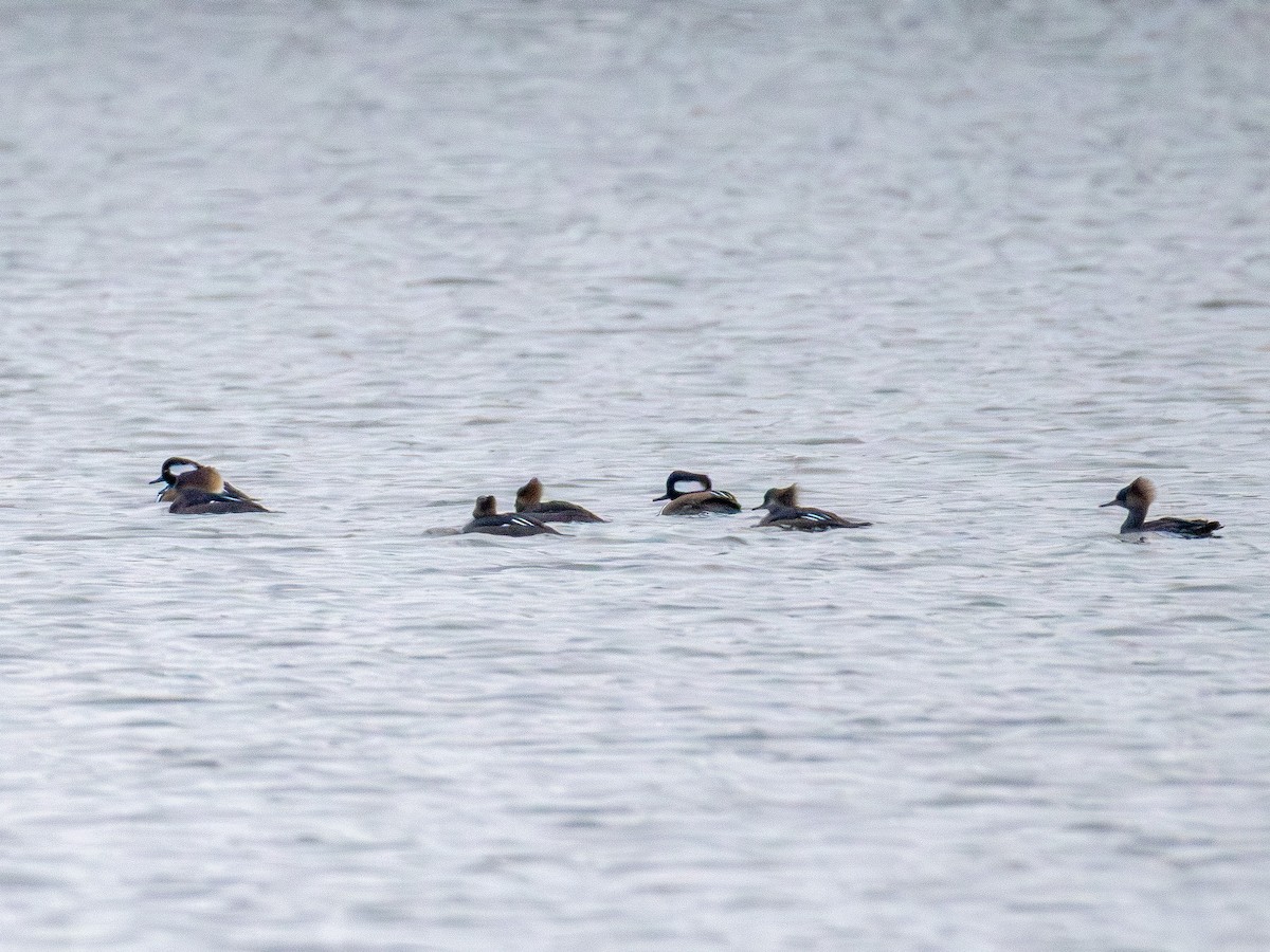 Hooded Merganser - ML646564727