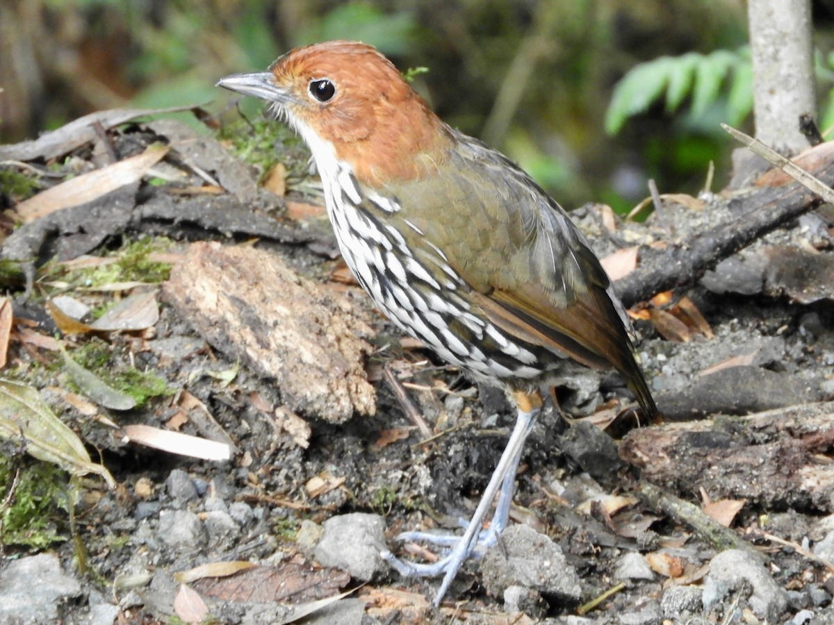 Chestnut-crowned Antpitta - ML646564728