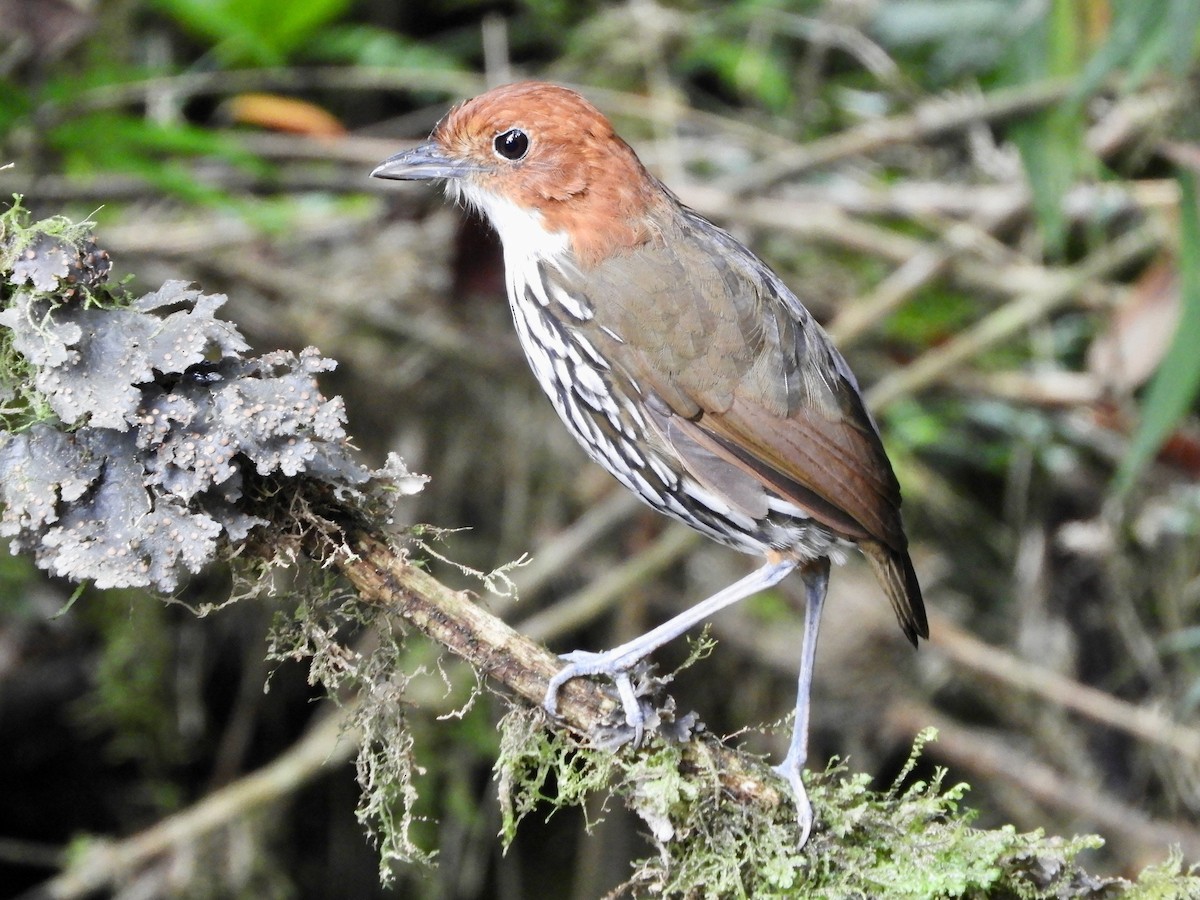 Chestnut-crowned Antpitta - ML646564729