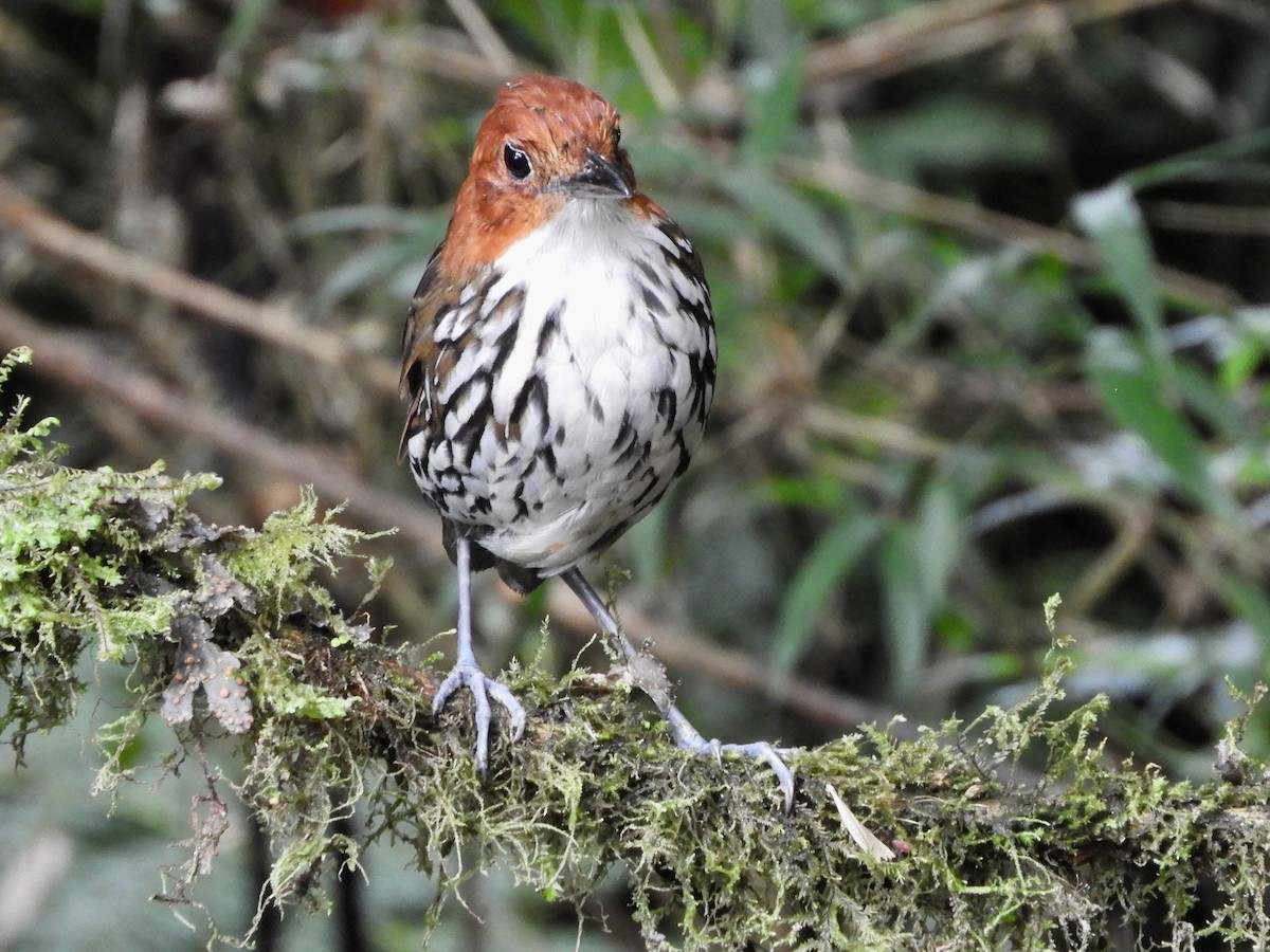 Chestnut-crowned Antpitta - ML646564730