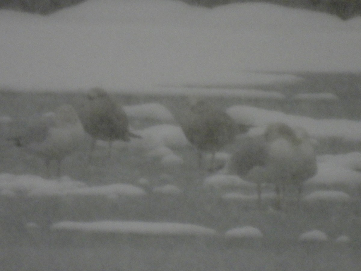 American Herring Gull - ML646564736