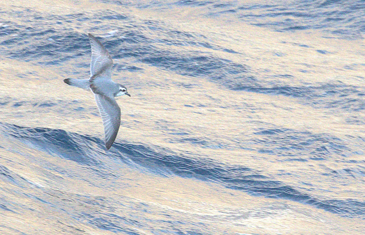 Slender-billed Prion - ML646564737