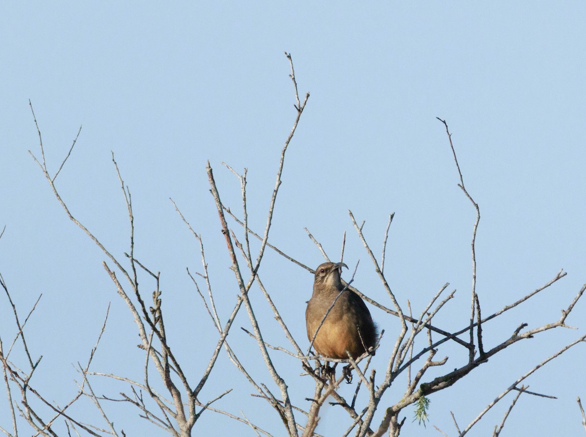 Cuitlacoche Californiano - ML646564742