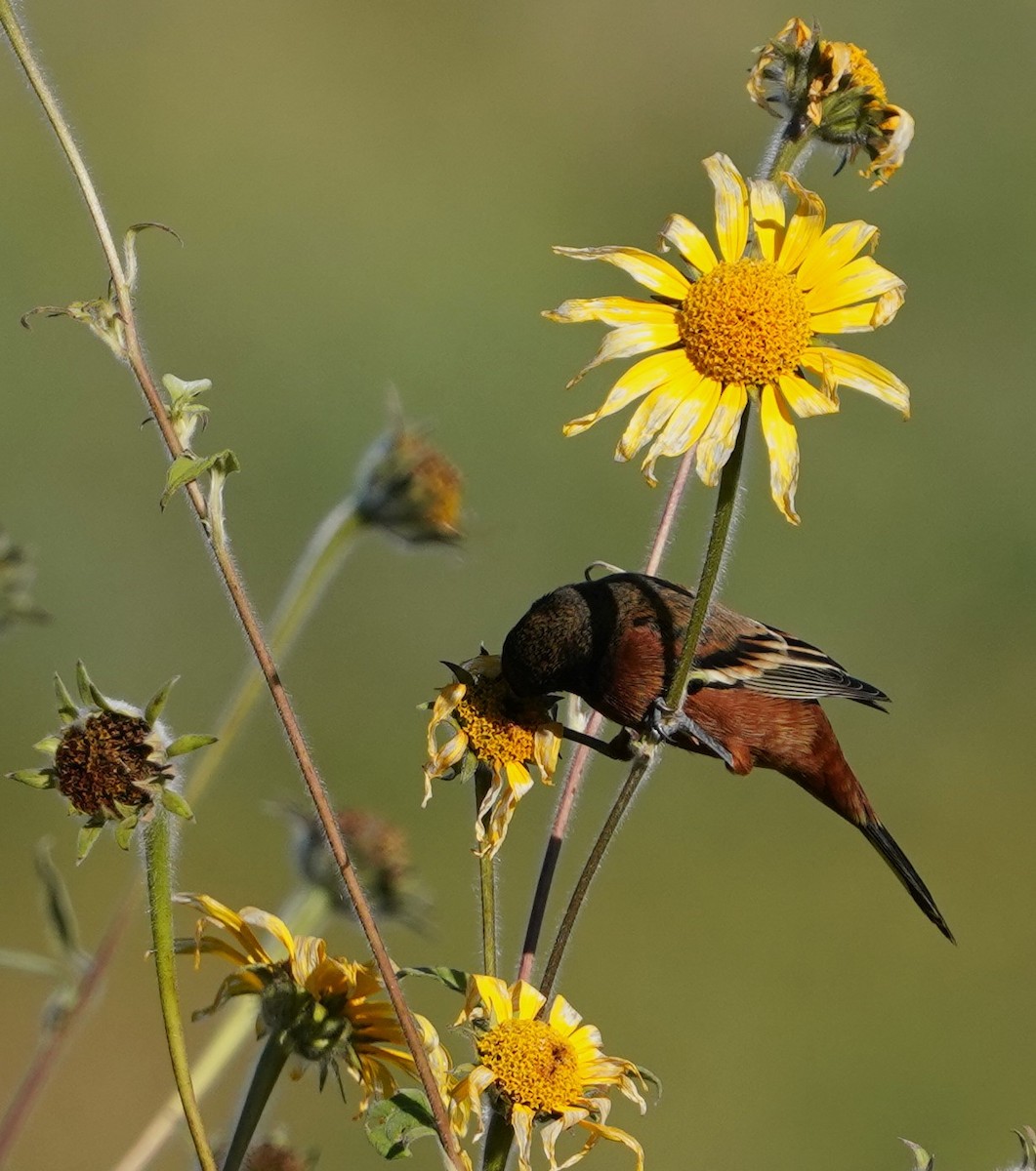 Orchard Oriole - ML646564744