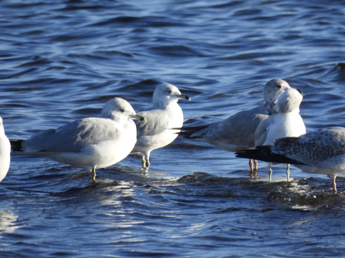Ring-billed Gull - ML646564745
