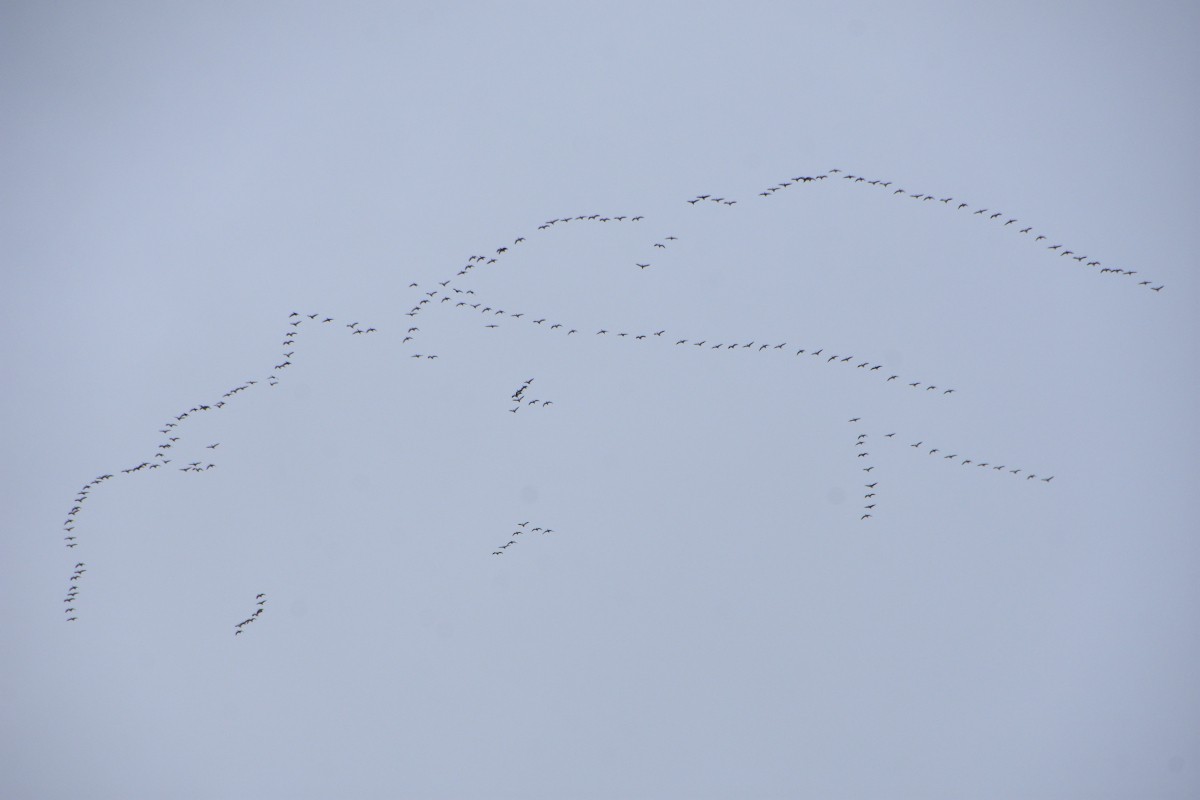 Double-crested Cormorant - ML646564746