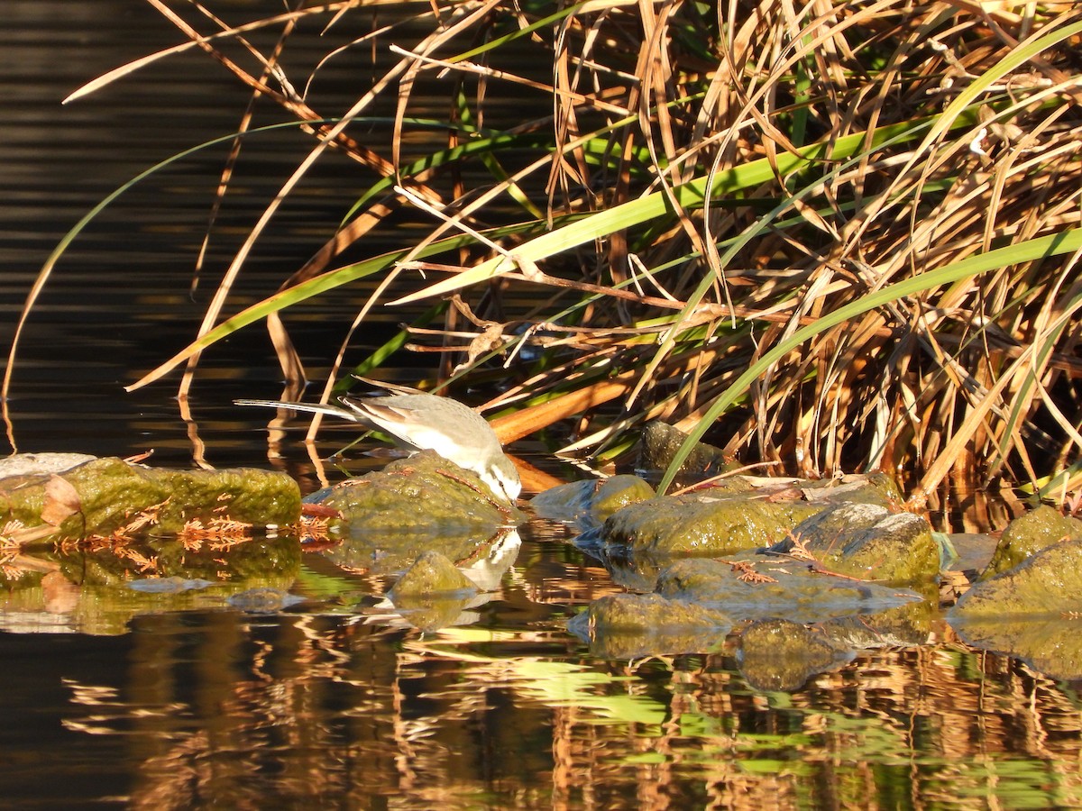 Buztanikara zuria - ML646564748