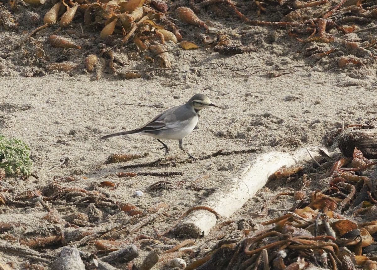 Buztanikara zuria - ML646564749