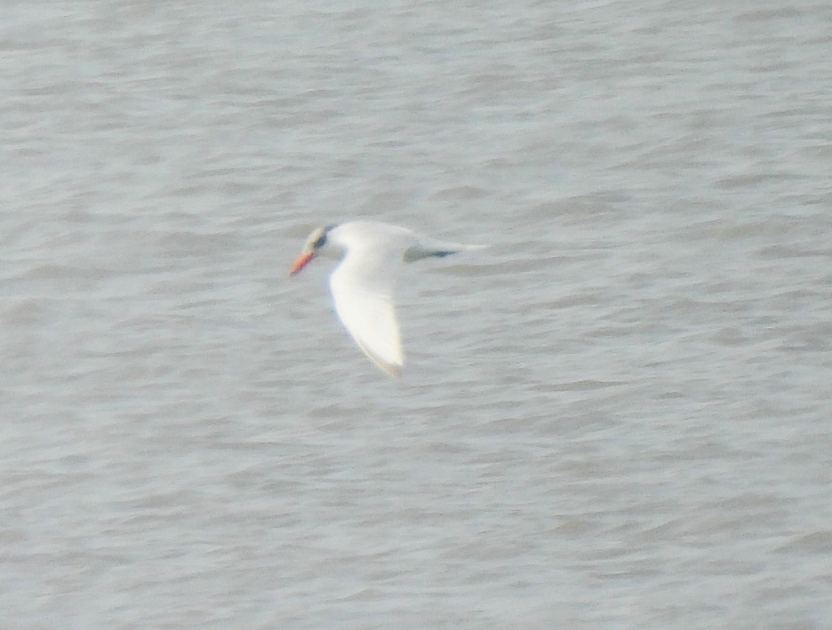 オニアジサシ - ML646564750