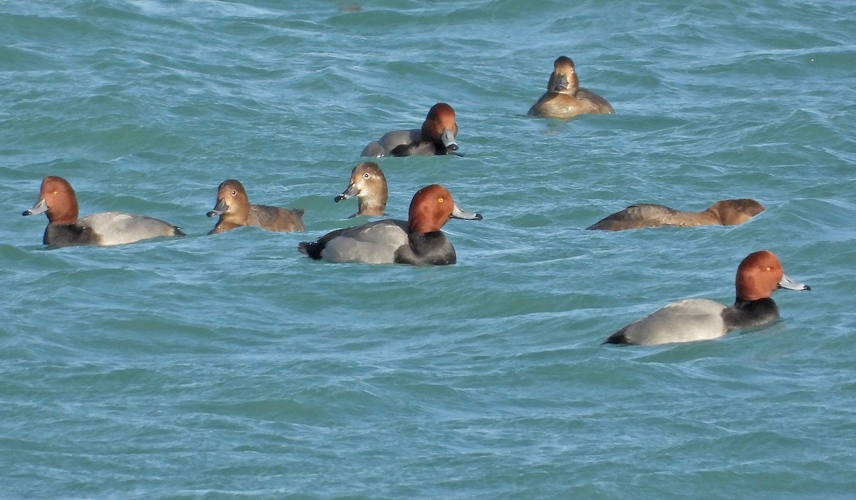 Redhead - ML646564753