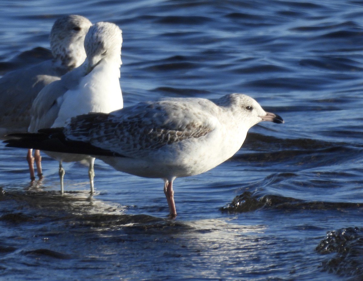 Ring-billed Gull - ML646564754