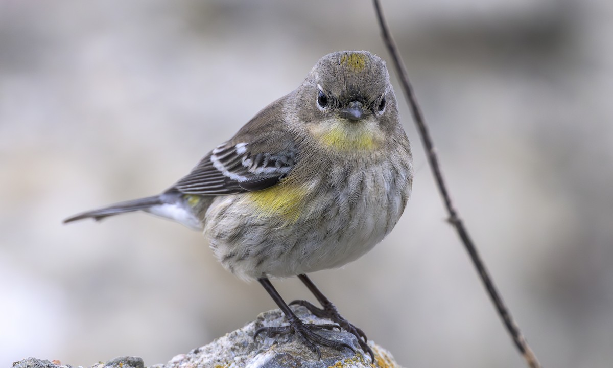 Yellow-rumped Warbler - ML646564760
