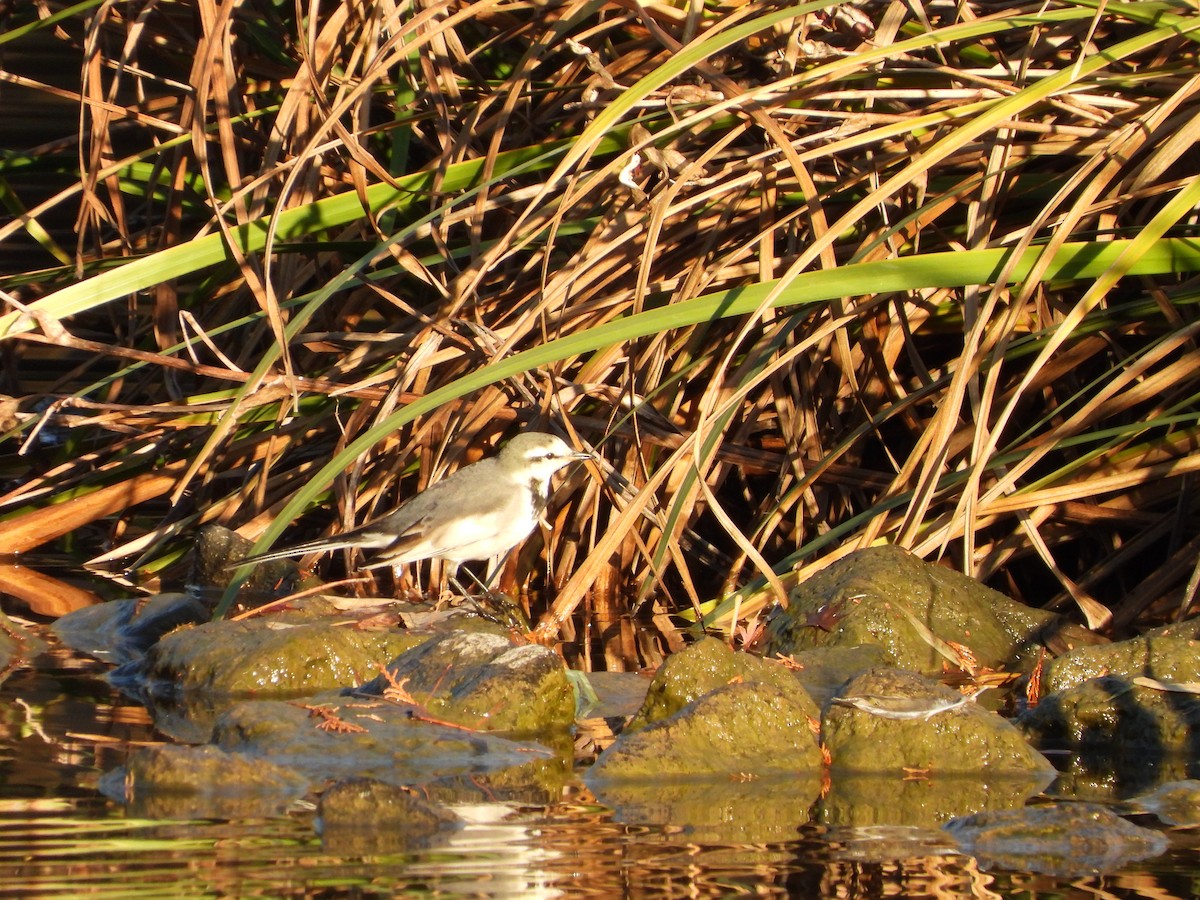 Buztanikara zuria - ML646564761