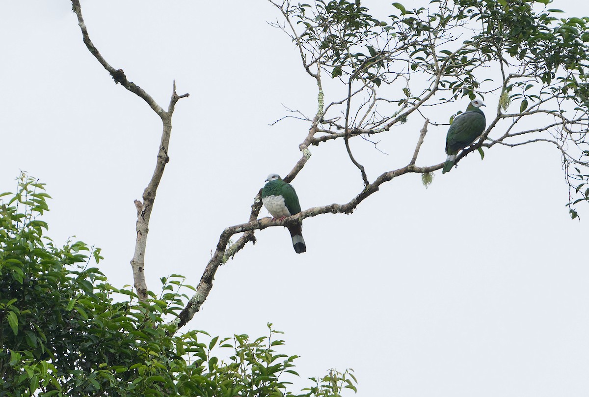 White-bellied Imperial-Pigeon - ML646564762