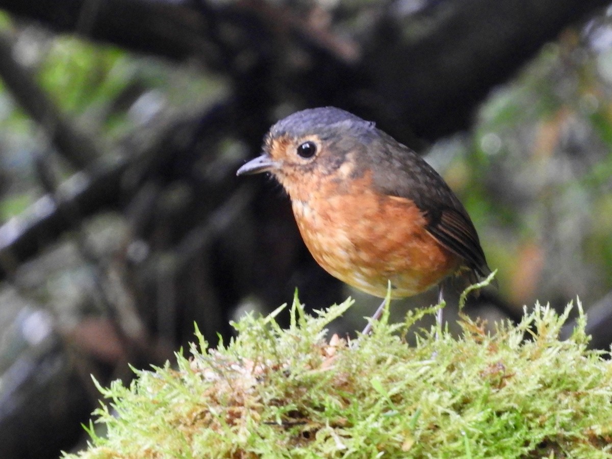 Slate-crowned Antpitta - ML646564763